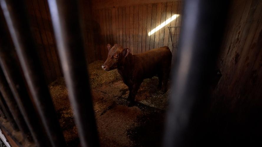 Final Cow Rescue 9.jpg