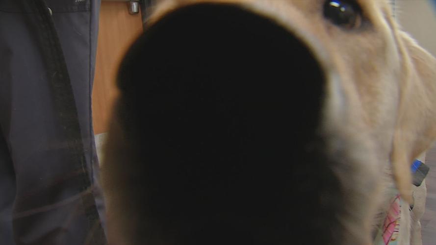 NORTON SERVICE DOG 6P PKG.transfer_frame_5311 close-up.jpg