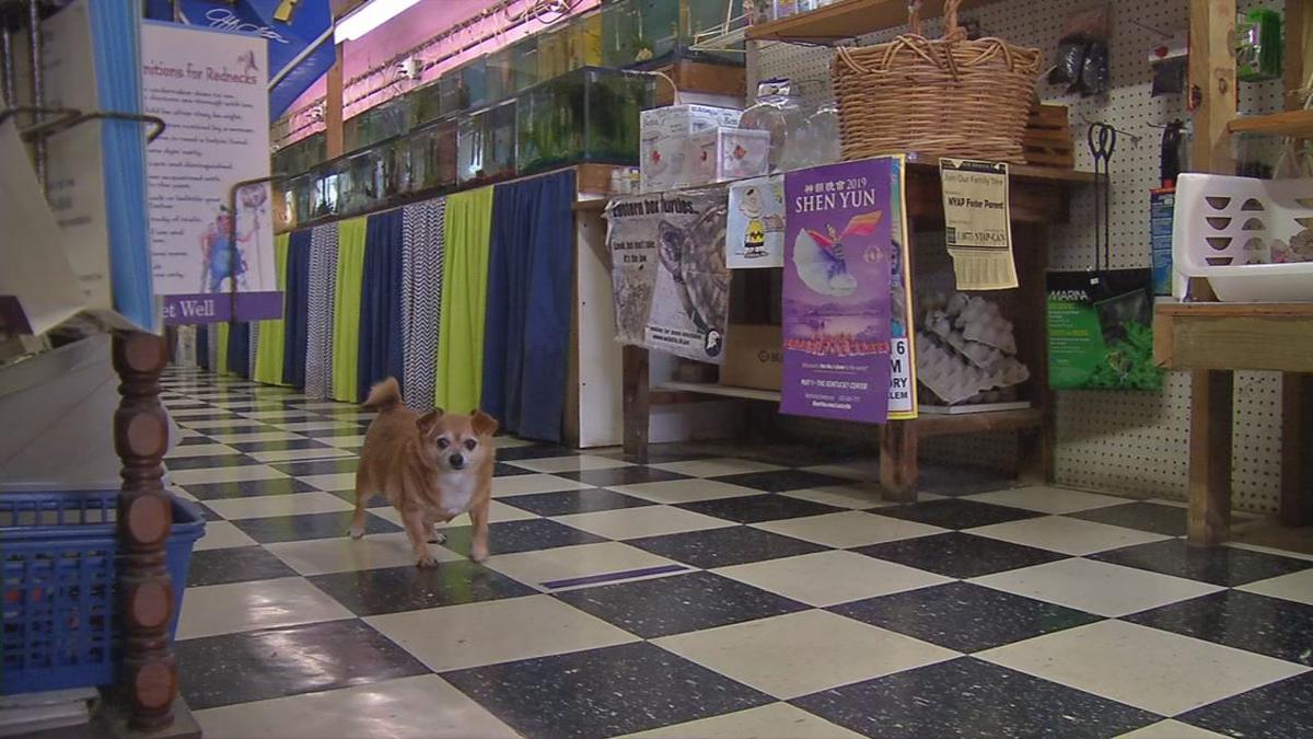 Despite being allowed to stay open, local pet stores feeling economic impact of COVID19 News