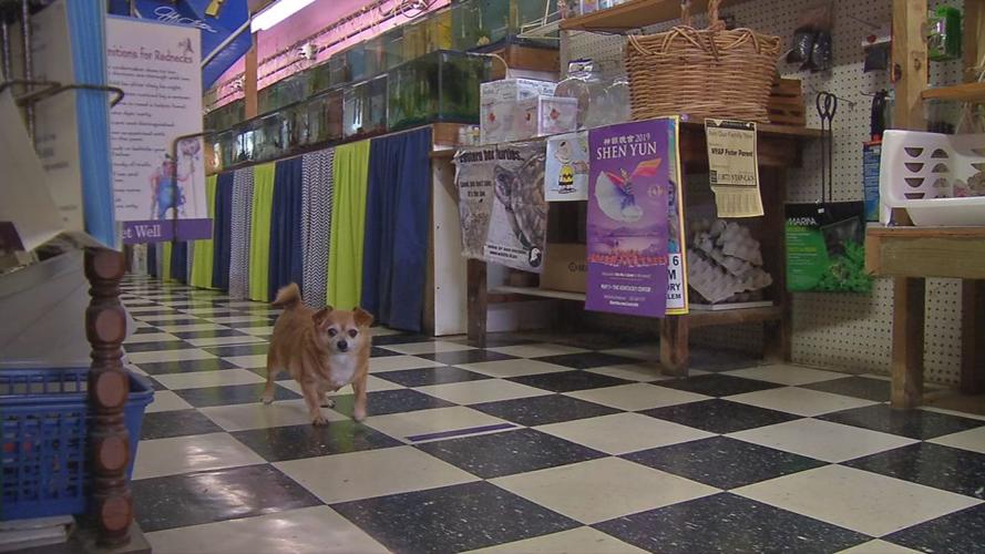 pet store 4