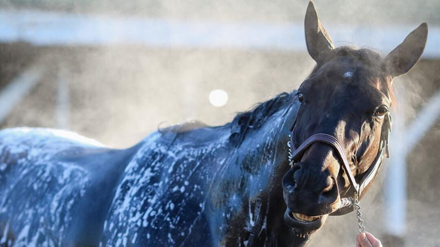 Medina Spirit bath-2.jpg