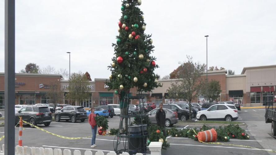 Shelbyville Plaza Christmas trees 11-18-24