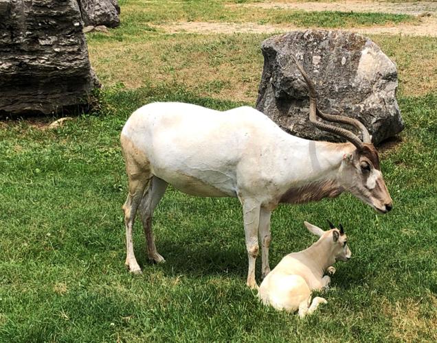 Louisville Zoo addax calf 2