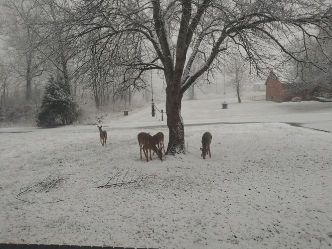 Snow and deer in Shepherdsville-KY-1-27-21.jpg