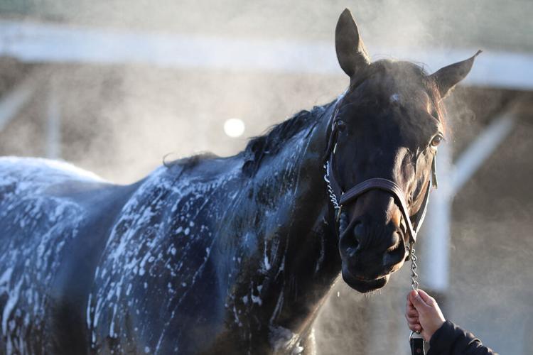 Medina Spirit bath.jpg