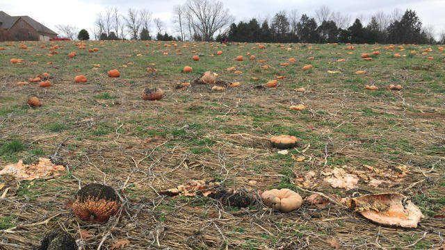 Southern Indiana Farmers Left With Fields Full Of Decomposing Pumpkins News Wdrb Com