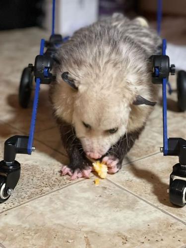 Kewpie's First time in his wheelchair.jpg