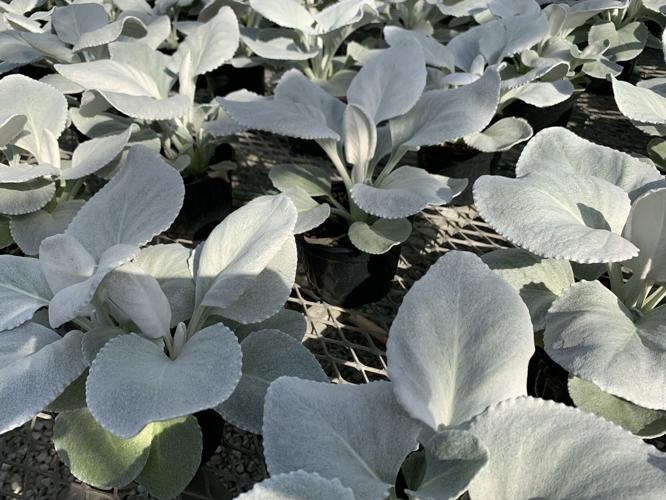 Churchill Downs Greenhouse plants