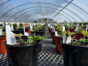 Greenhouse-grown plants ready in April