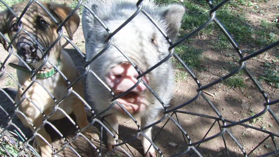 Carl Pig, from Laura Chauvin's home on Greenlawn Road