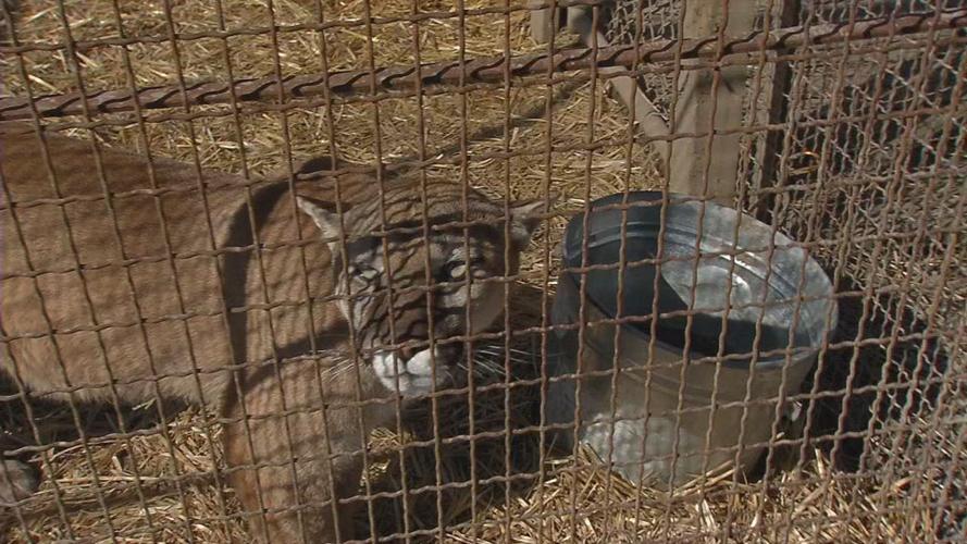 Southern Indiana zoo owner accused of animal abuse gives WDRB News a rare behind-the-scenes tour