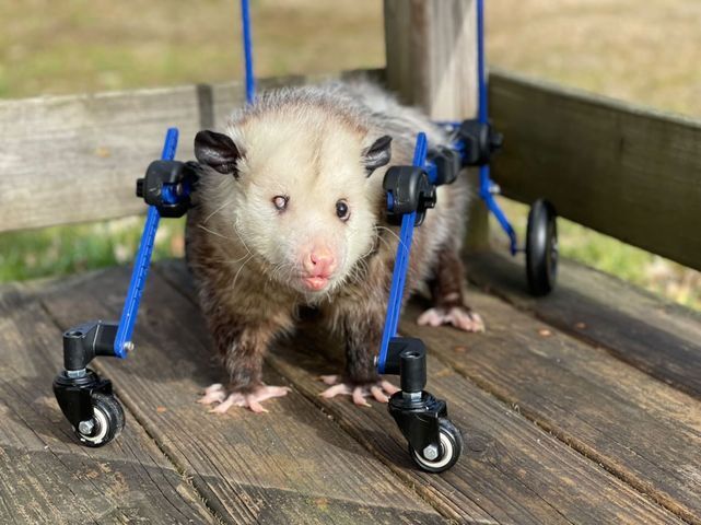 Kewpie the opossum.jpg