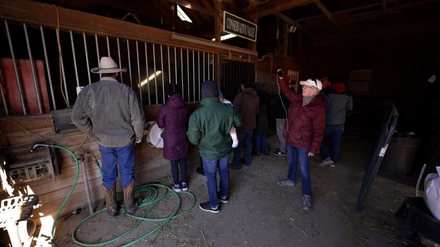 Final Cow Rescue 10.jpg