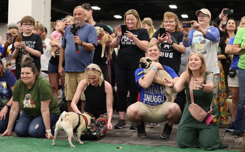 People cheer on pugs racing