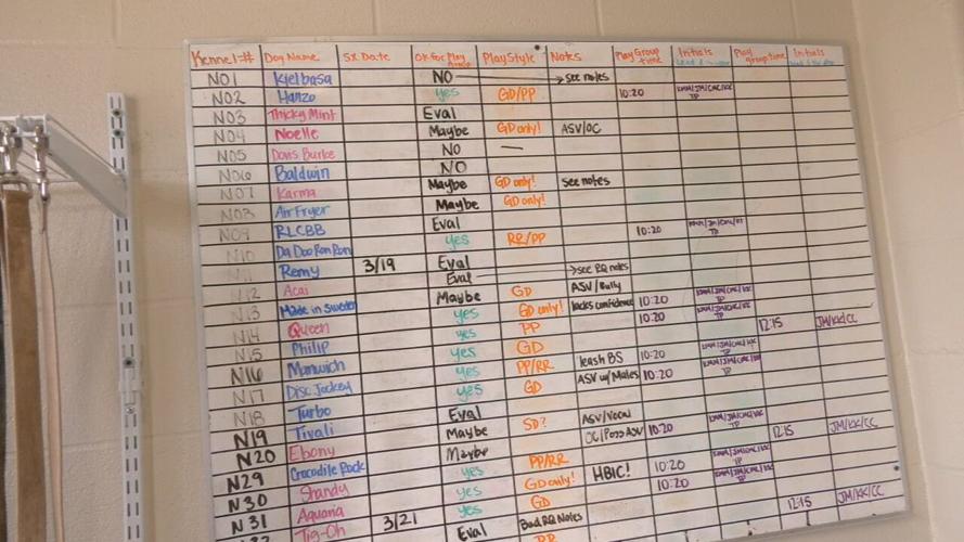 Louisville Metro Animal Services Dog Placement Chart