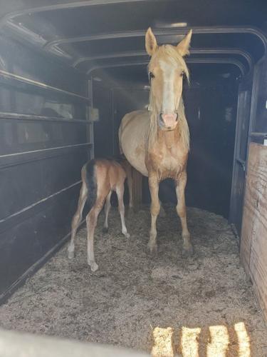 horse wayne county 5-16-20.jpg