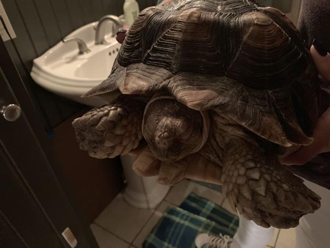 SECOND CHANCE WILDLIFE BABIES - KEITH KAISER - 6-18-19 (3).jpeg