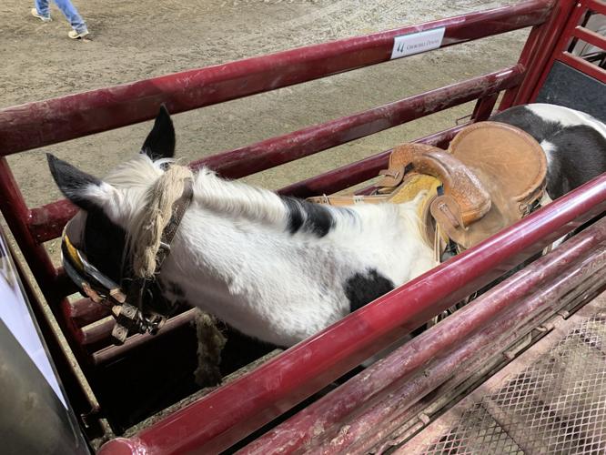 Rodeo - Horse in Gate.jpeg