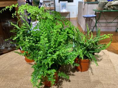 GARDENING TIPS KK 4-27-20.jpg