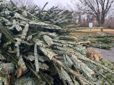 CHRISTMAS TREE DROP OFF LOUISVILLE - 12-26-2023 4.jpg