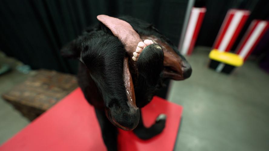 Oddities and Curiosities Expo 2.jpg