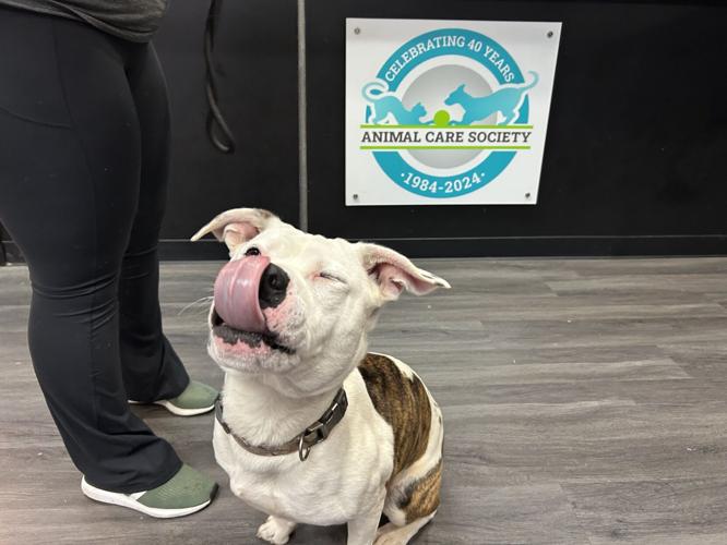 Animal Care Society