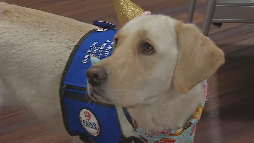 NORTON SERVICE DOG 6P PKG.transfer_frame_1003 dog.jpg