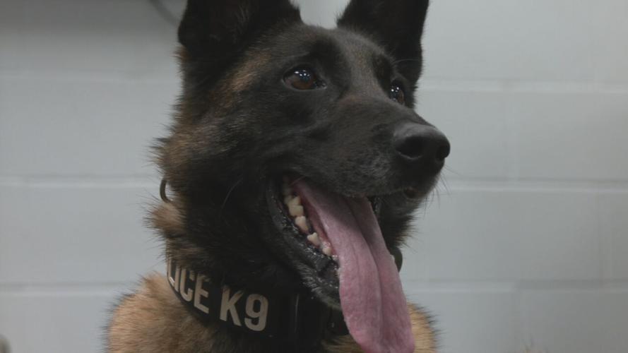 shelbyville k9