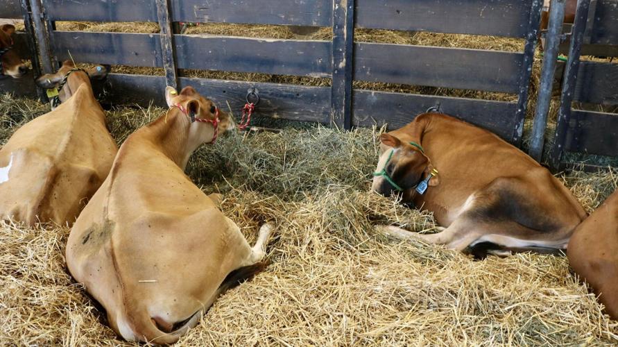 Butler Jerseys' livestock from Spencer County laying down.jpg