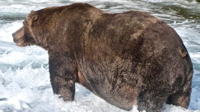 Bear 747.jpg