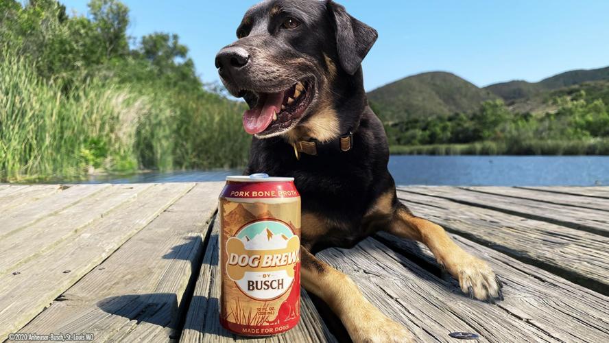 Dog next to Busch beer can