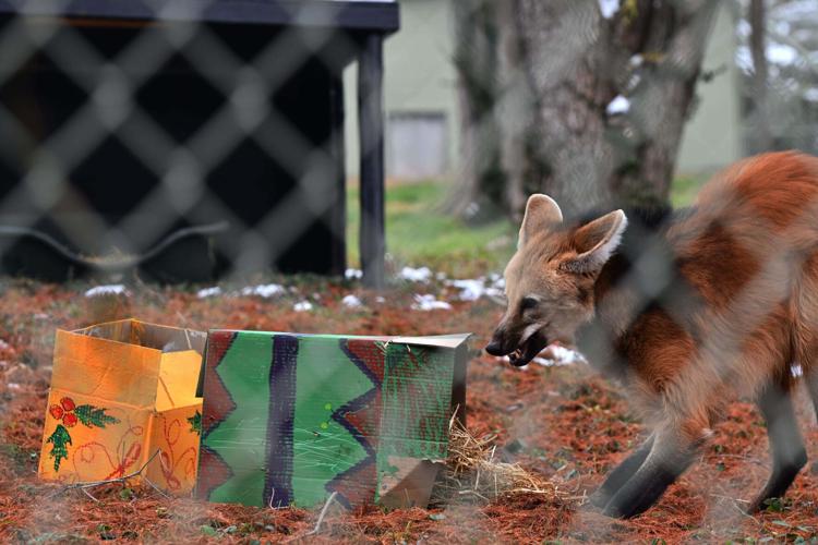 Beary Happy Holiday at the zoo - 12.6.25