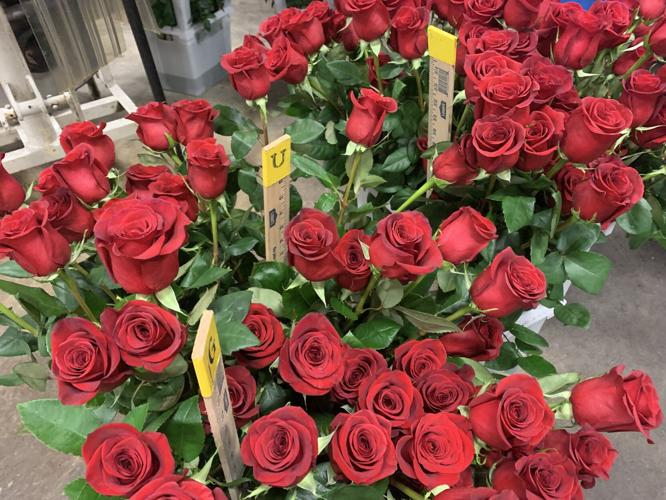 Derby 149 roses 5-3-23