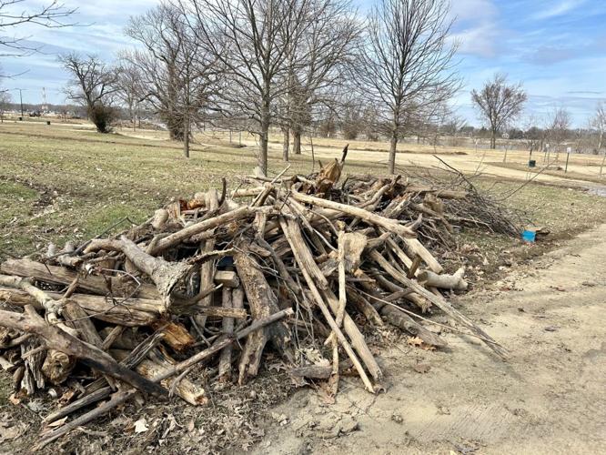 Drift wood Cox Park - March 4, 2025.jpg
