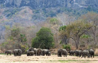 Elephants drink water at a watering hole near Mbamba Village