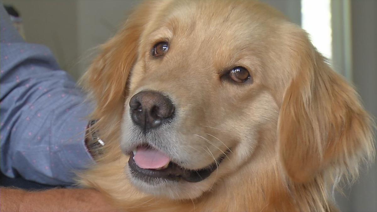 Oldham County Family Adopts Dog Rescued From Korea News Wdrb Com