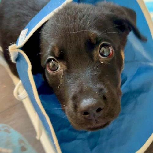 Puppy abandoned in recycling bin