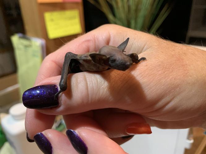 SECOND CHANCE WILDLIFE BABIES - KEITH KAISER - 6-18-19 (4).jpeg