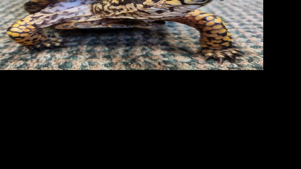 Chocolate, the missing turtle from the Louisville Nature Center - 8.21.24