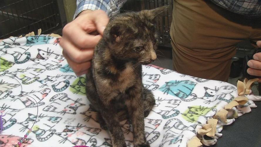 Kitten shower Keith kaiser 3-4-19