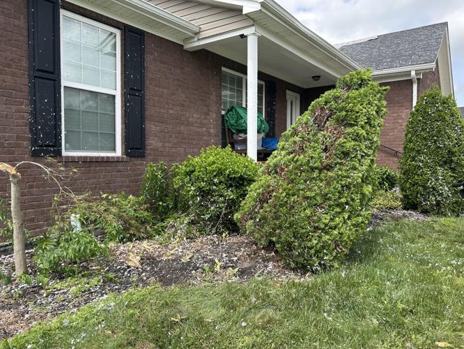 Tree down in front of Sellersburg home