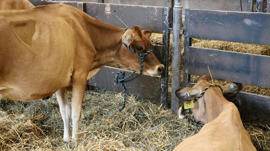 Butler Jerseys' livestock from Spencer County.jpg