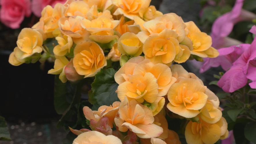 Kentucky nurseries helping people replace shrubs damaged in December's