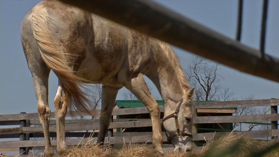 Old Friends Farm (thoroughbred retirement farm)