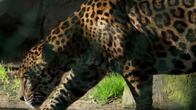 jaguar