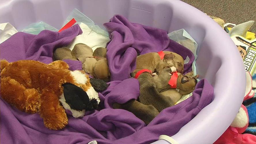 PUPPIES TOSSED IN RAVINE 6PKG.transfer_frame_0.jpg