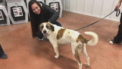 LMPD THERAPY DOG Leo.jpeg