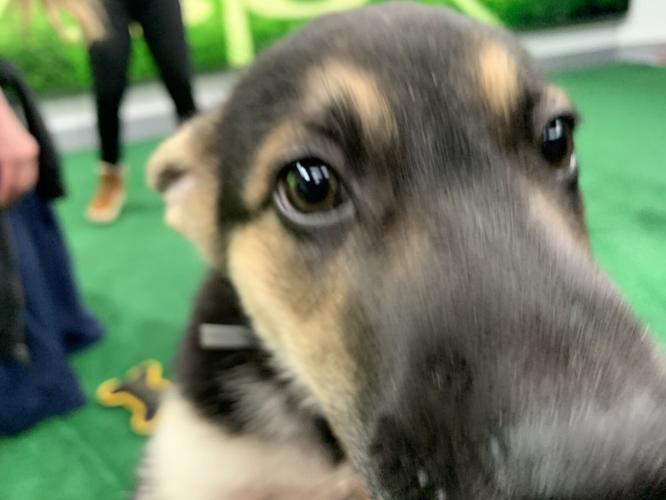 WDRB BARK BOWL 2023   (3).jpg