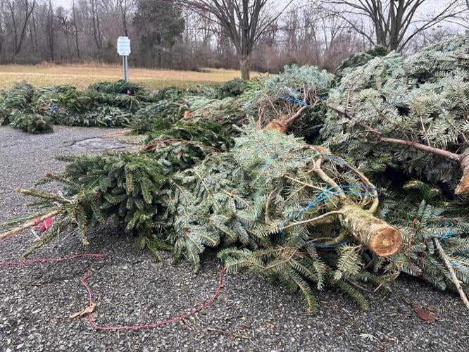 Holiday cleanup Christmas tree dropoff locations offered in