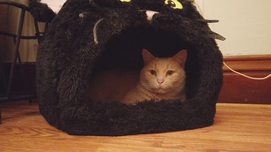Fox show, Call me Kat creates frenzy at Louisville cat cafes